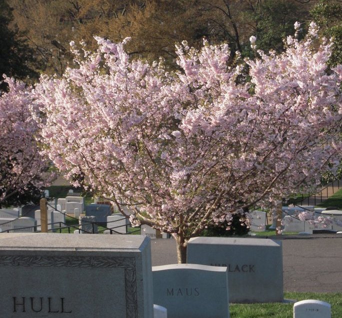 Prunus Autumnalis in bloom