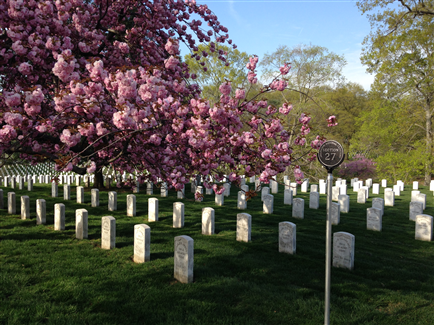 Cherry blossoms and gravestones in Section 27 of Arlington National Cemetery, where the first burials took place in May 1864