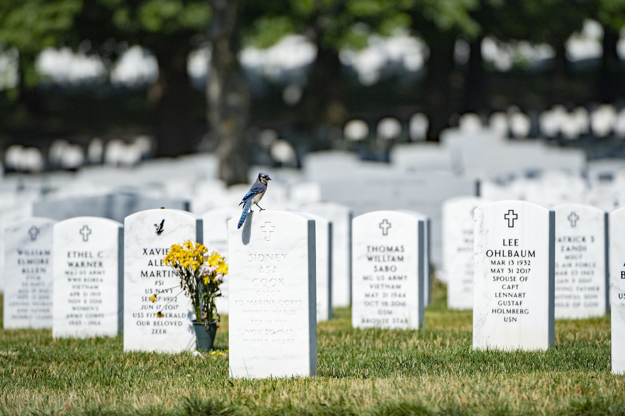 Bluejay sitting on headstone in section 60 of Arlington National Cemetery