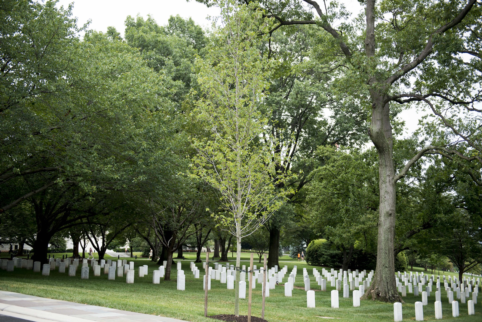 explore-arboretum-trees-vietnam-helicopter-pilots The Vietnam Helicopter Pilots Memorial Tree at Arlington National Cemetery