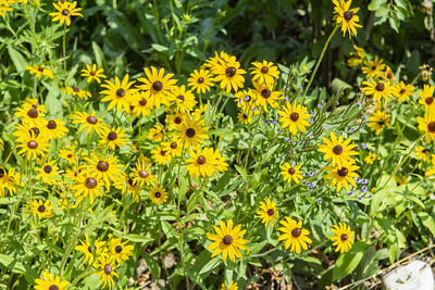 rain-gardens rain-gardens